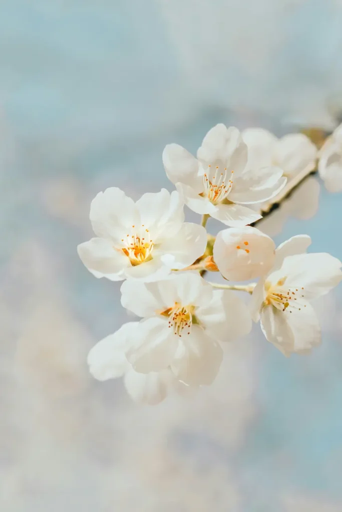 White cherry blossom. About Yana Madorski, counsellor, Sydney