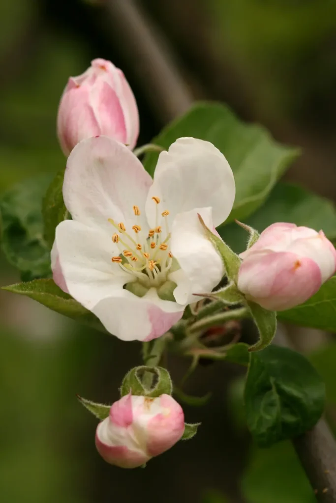 apple-blossom-counselling-page Apple Blossom - Online Counsellor Sydney, Front Page